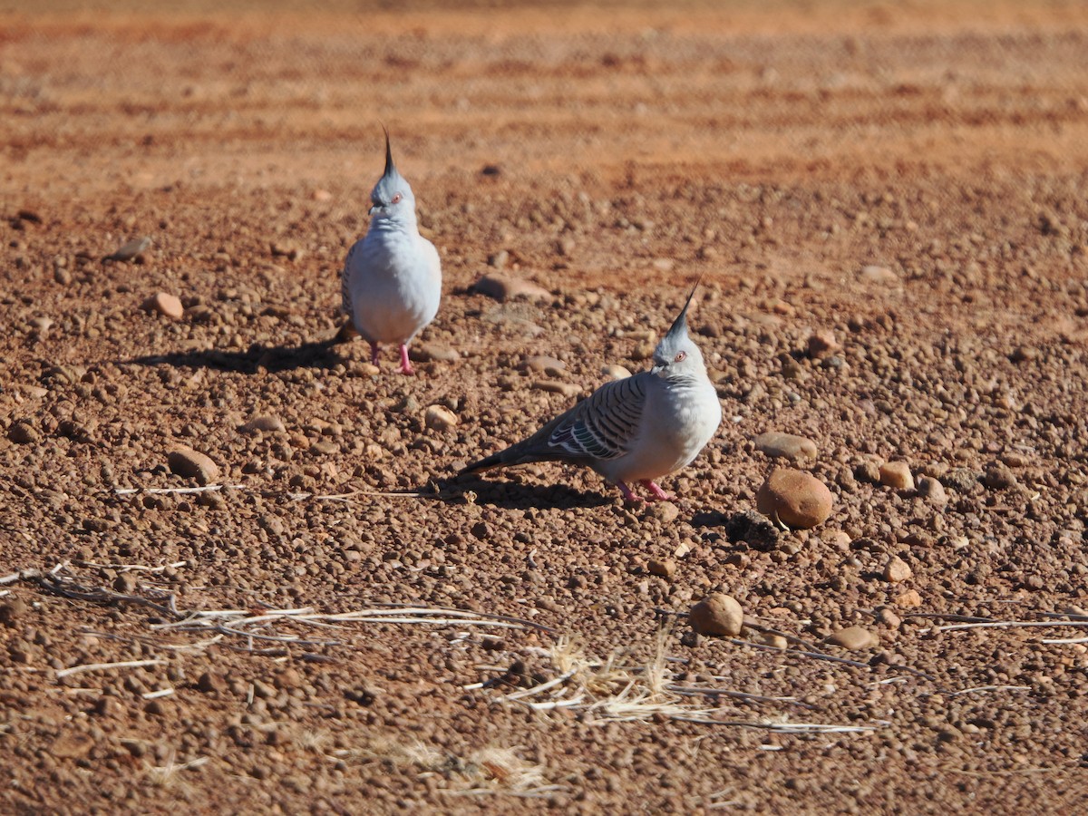 Crested Pigeon - ML621152028