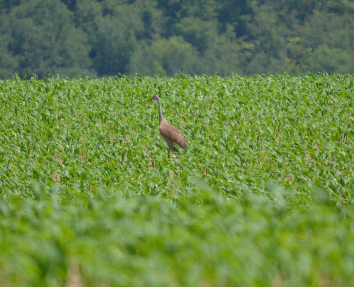 Sandhill Crane - ML621152029