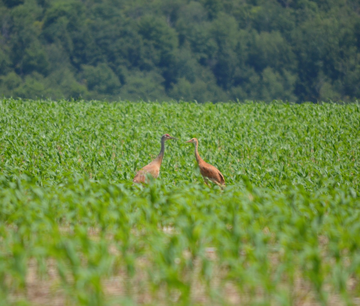 Sandhill Crane - ML621152030