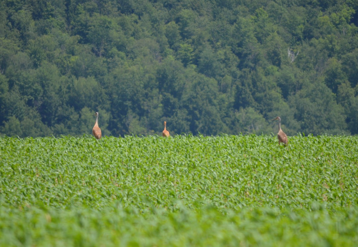 Sandhill Crane - ML621152031