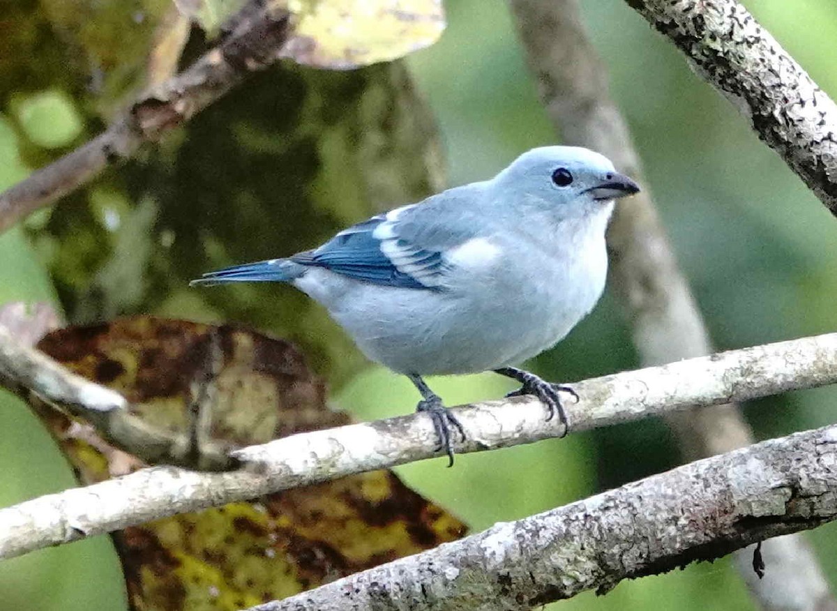 Blue-gray Tanager - ML621152034