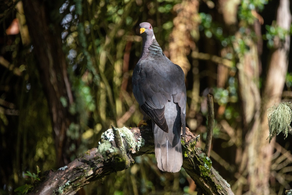 Band-tailed Pigeon - ML621152045