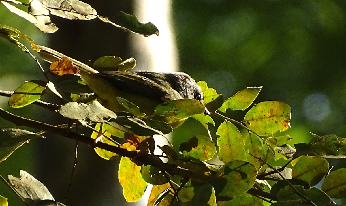 Golden-crowned Warbler - ML621152057