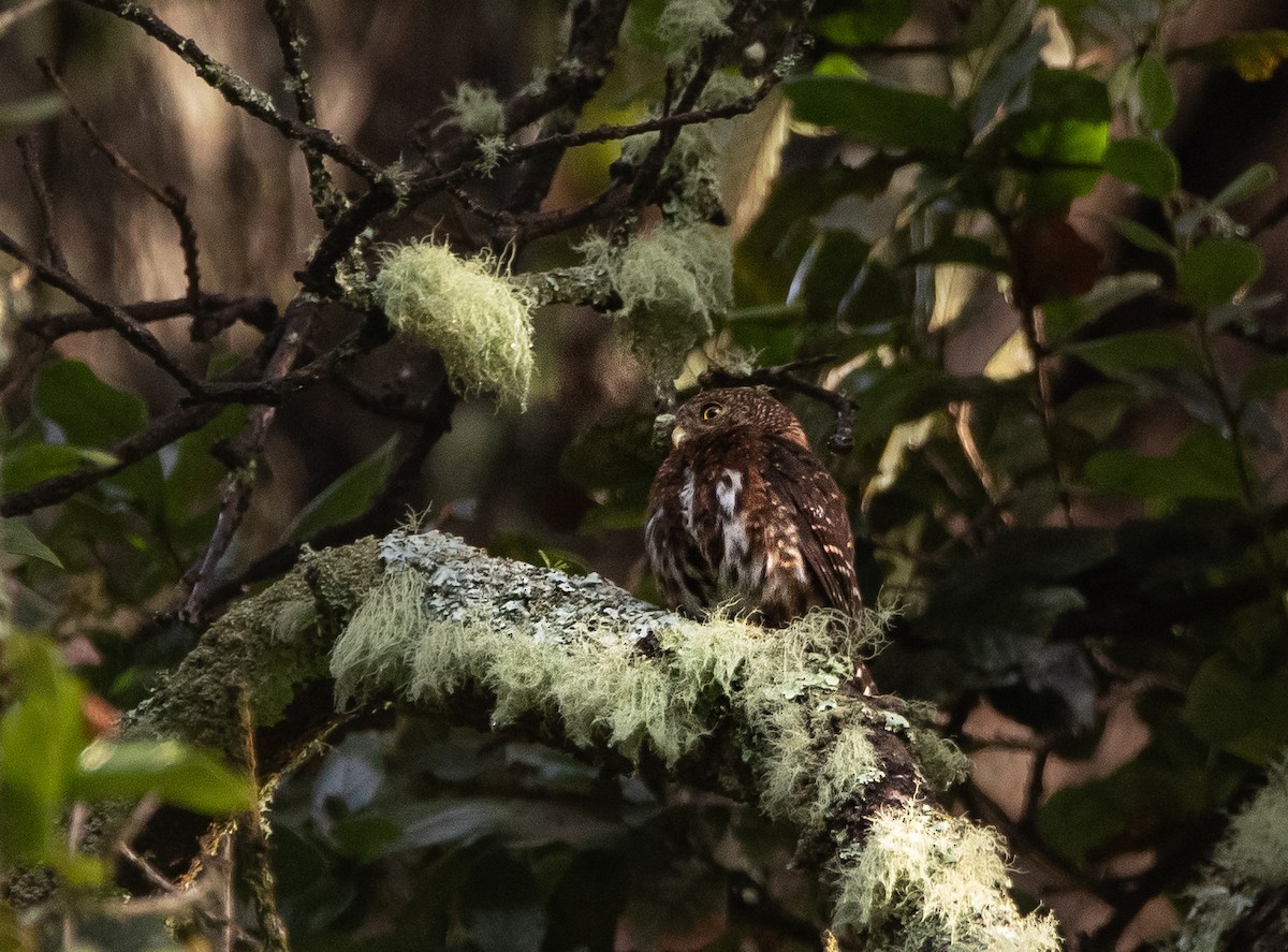 Costa Rican Pygmy-Owl - ML621152062