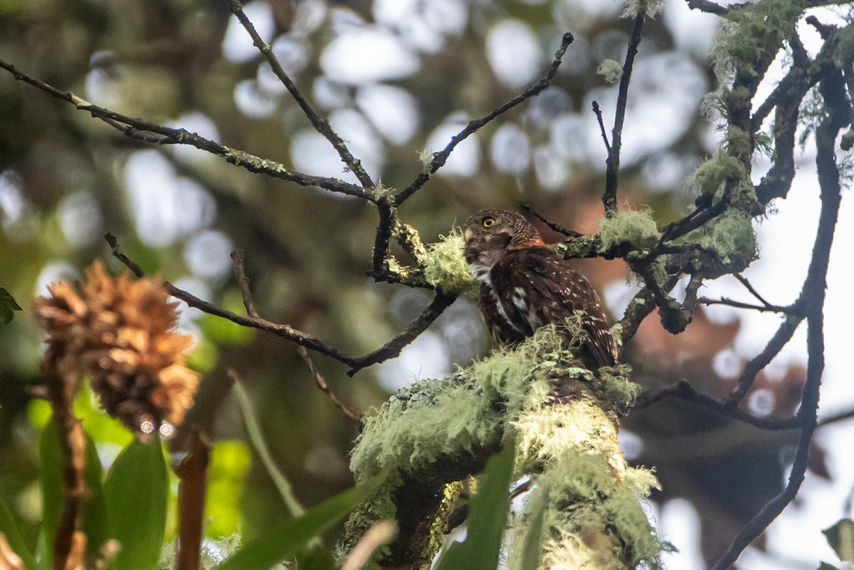 Costa Rican Pygmy-Owl - ML621152063