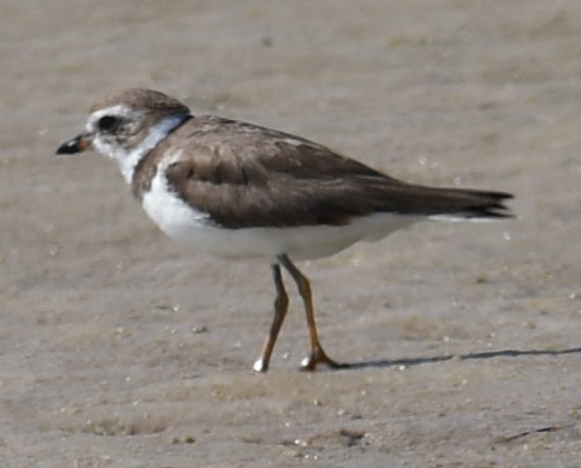 Semipalmated Plover - ML621152070