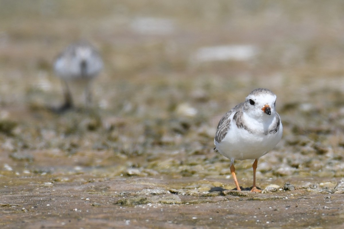 Piping Plover - ML621152091