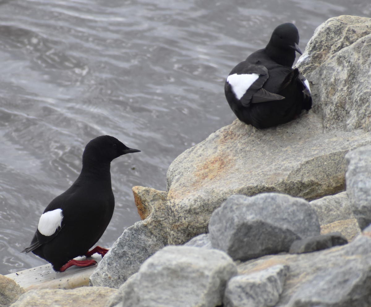 Guillemot à miroir - ML621152162