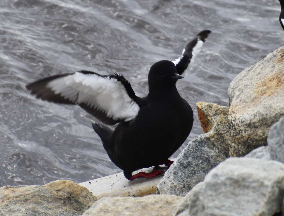 Guillemot à miroir - ML621152168