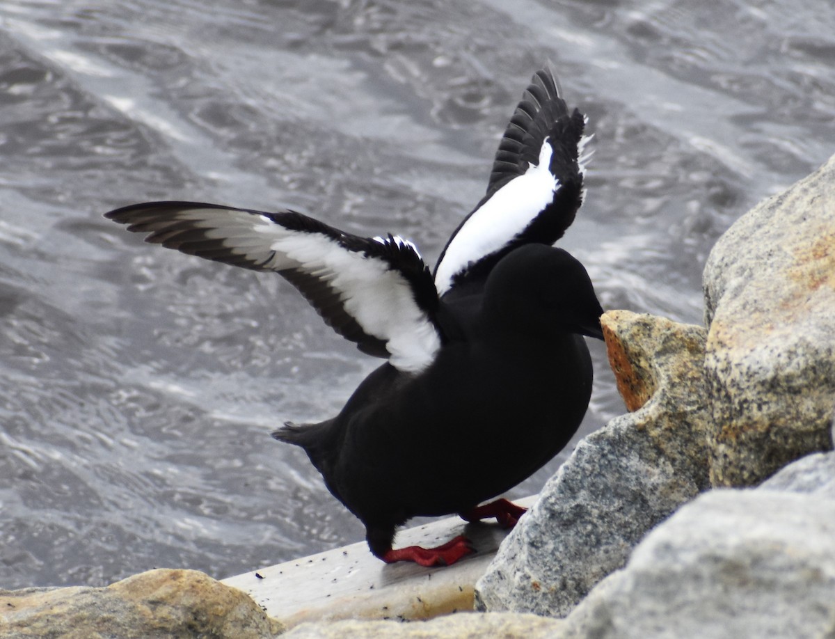 Black Guillemot - Luis Munoz