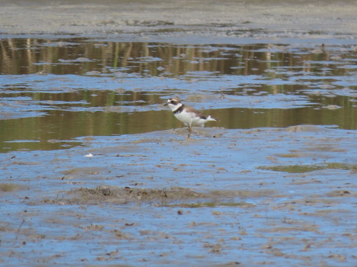small plover sp. - ML621152184