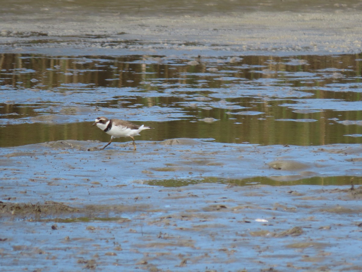 small plover sp. - ML621152185