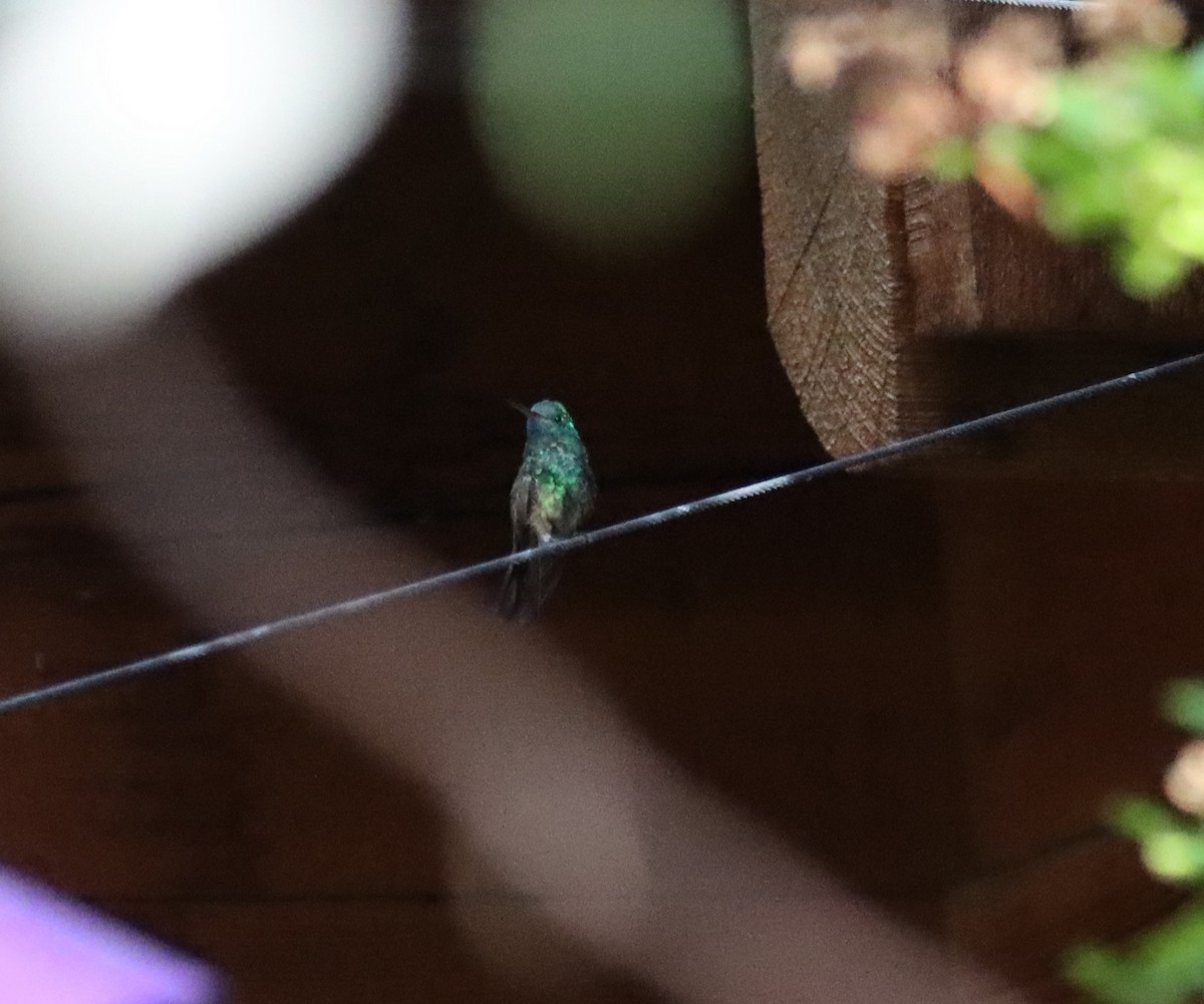 Berylline Hummingbird - ML621152233