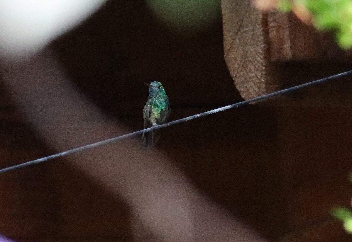 Berylline Hummingbird - ML621152235