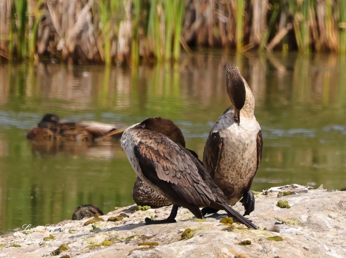 Double-crested Cormorant - ML621152237