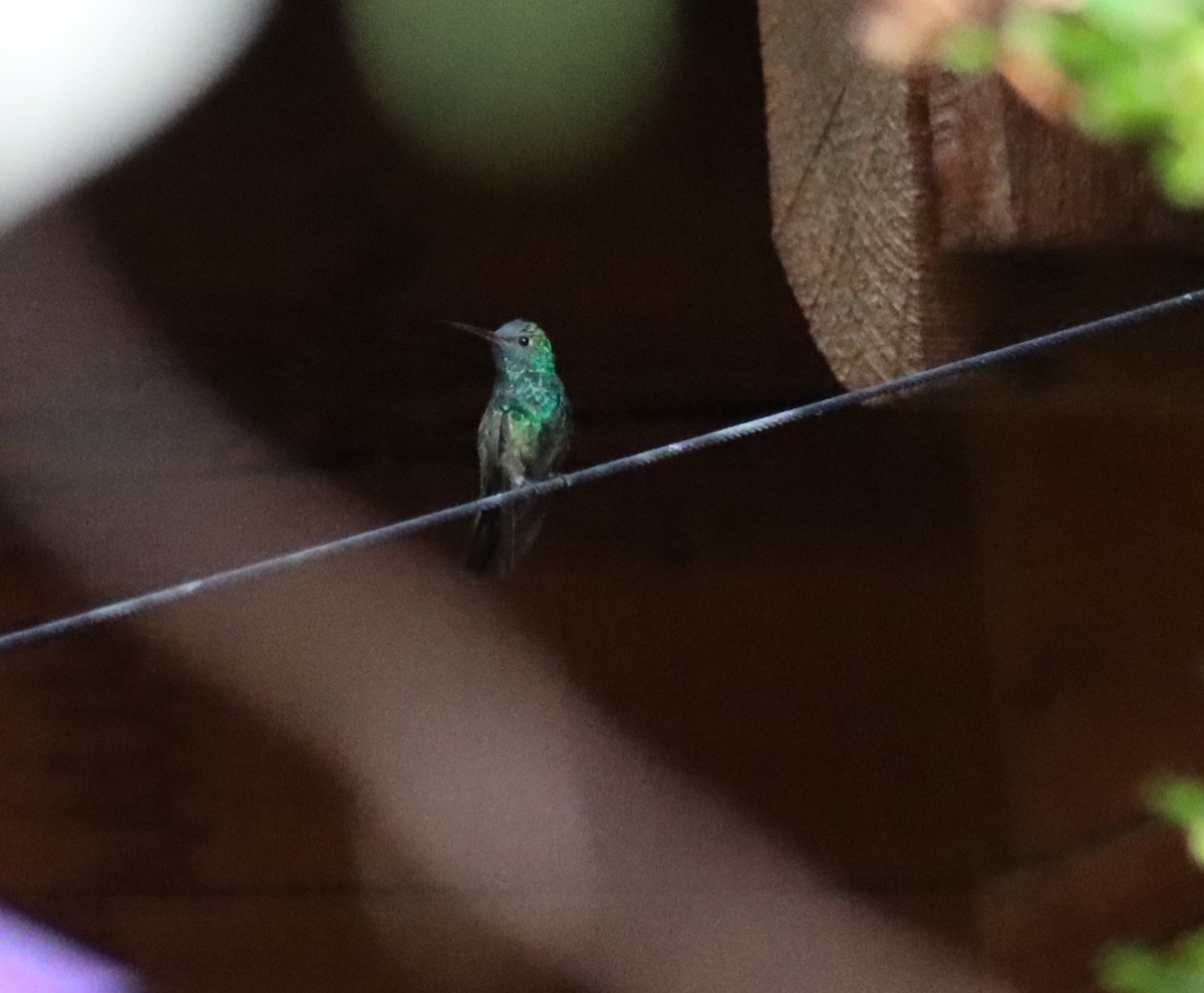 kolibřík mexický - ML621152245