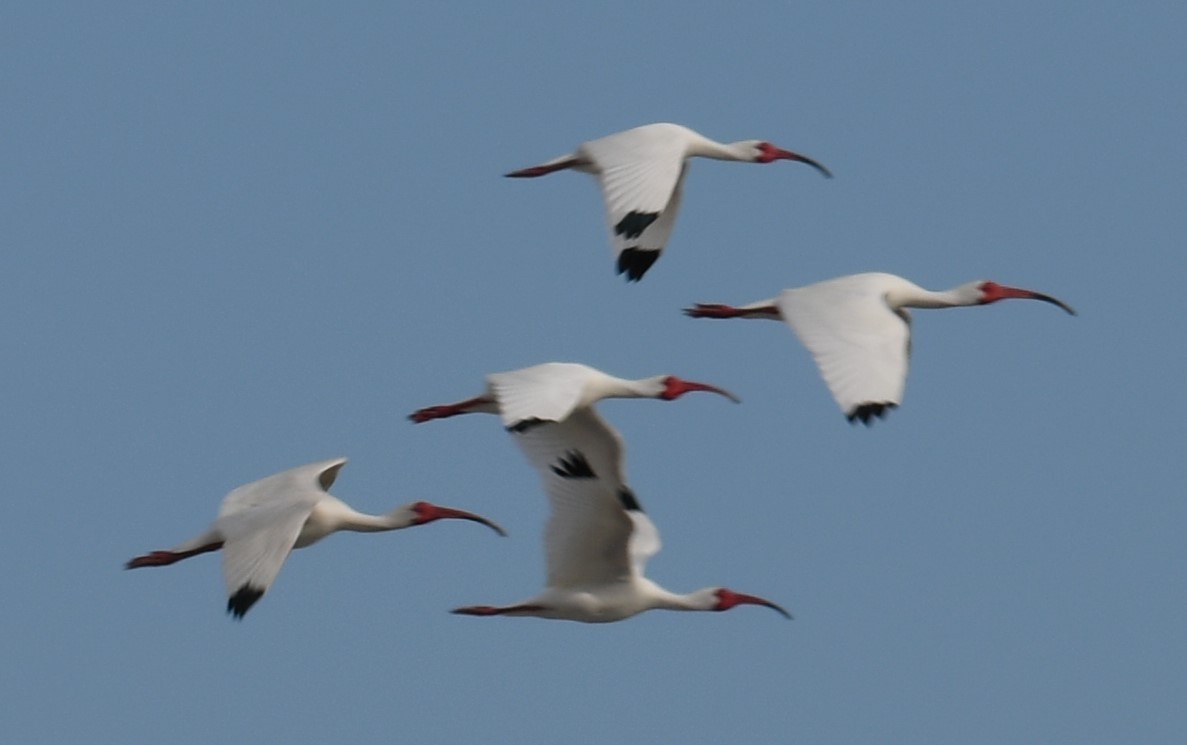 ibis bílý - ML621152249