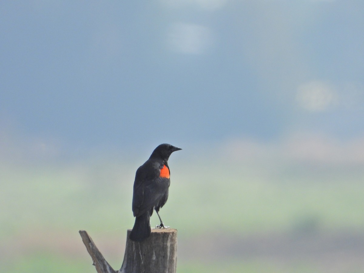 Red-winged Blackbird - ML621152253