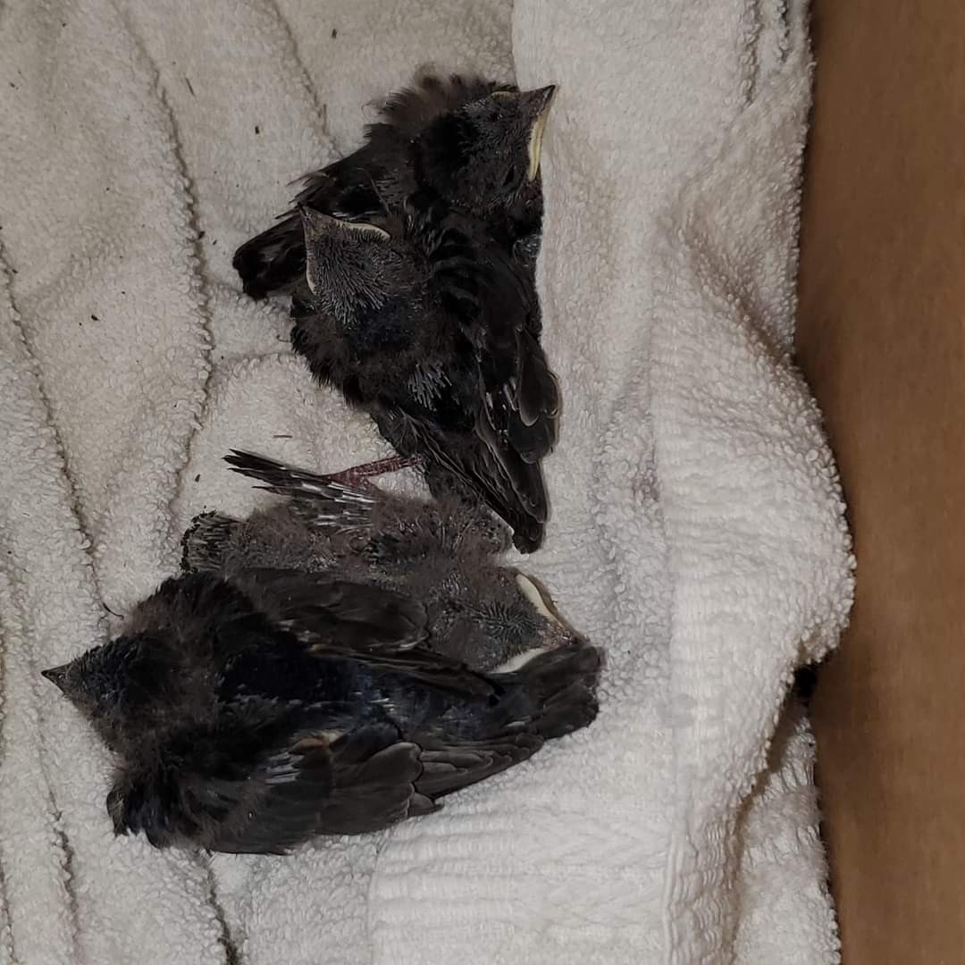 Chimney Swift - ML621152267