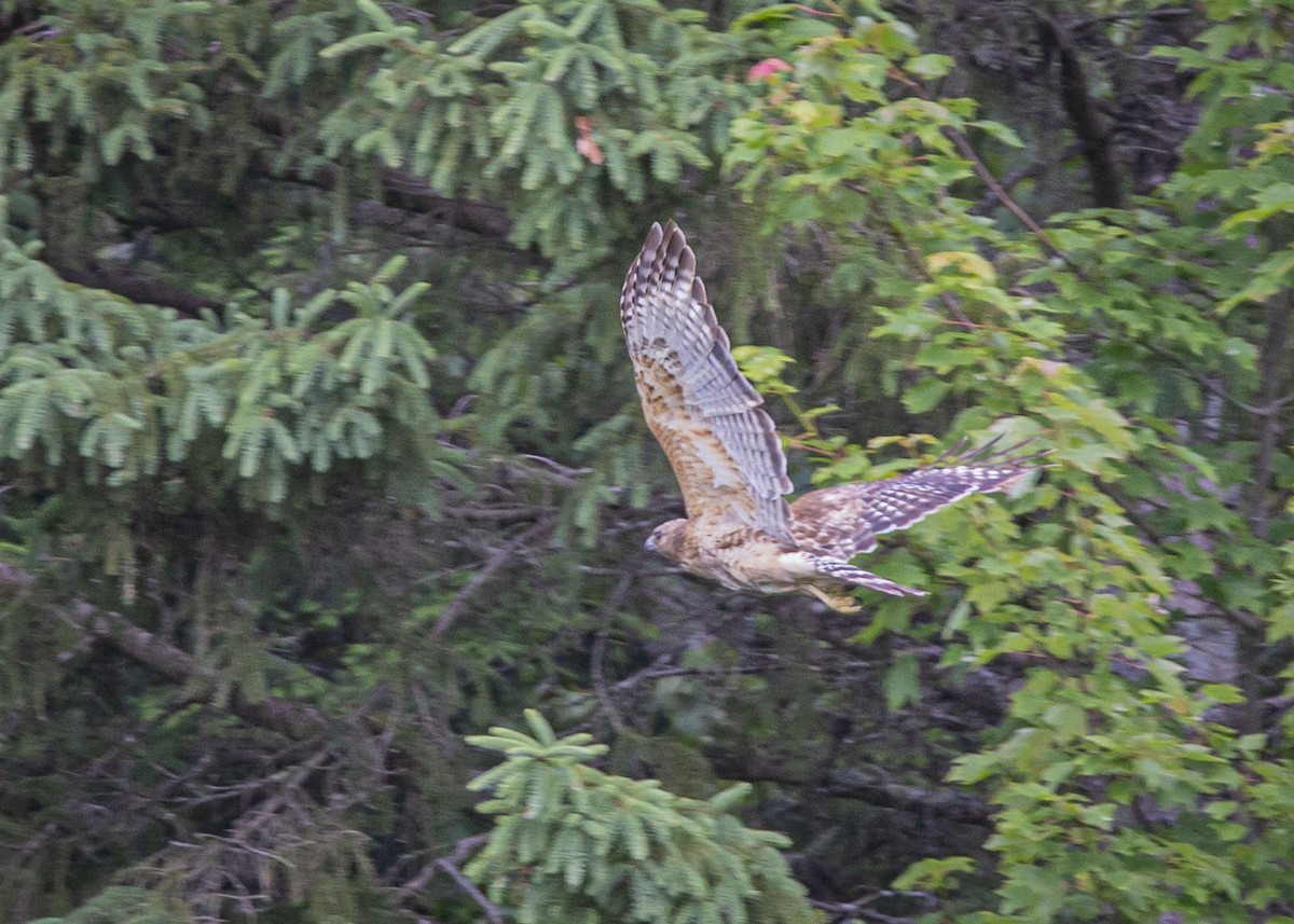 Red-shouldered Hawk - ML621152268