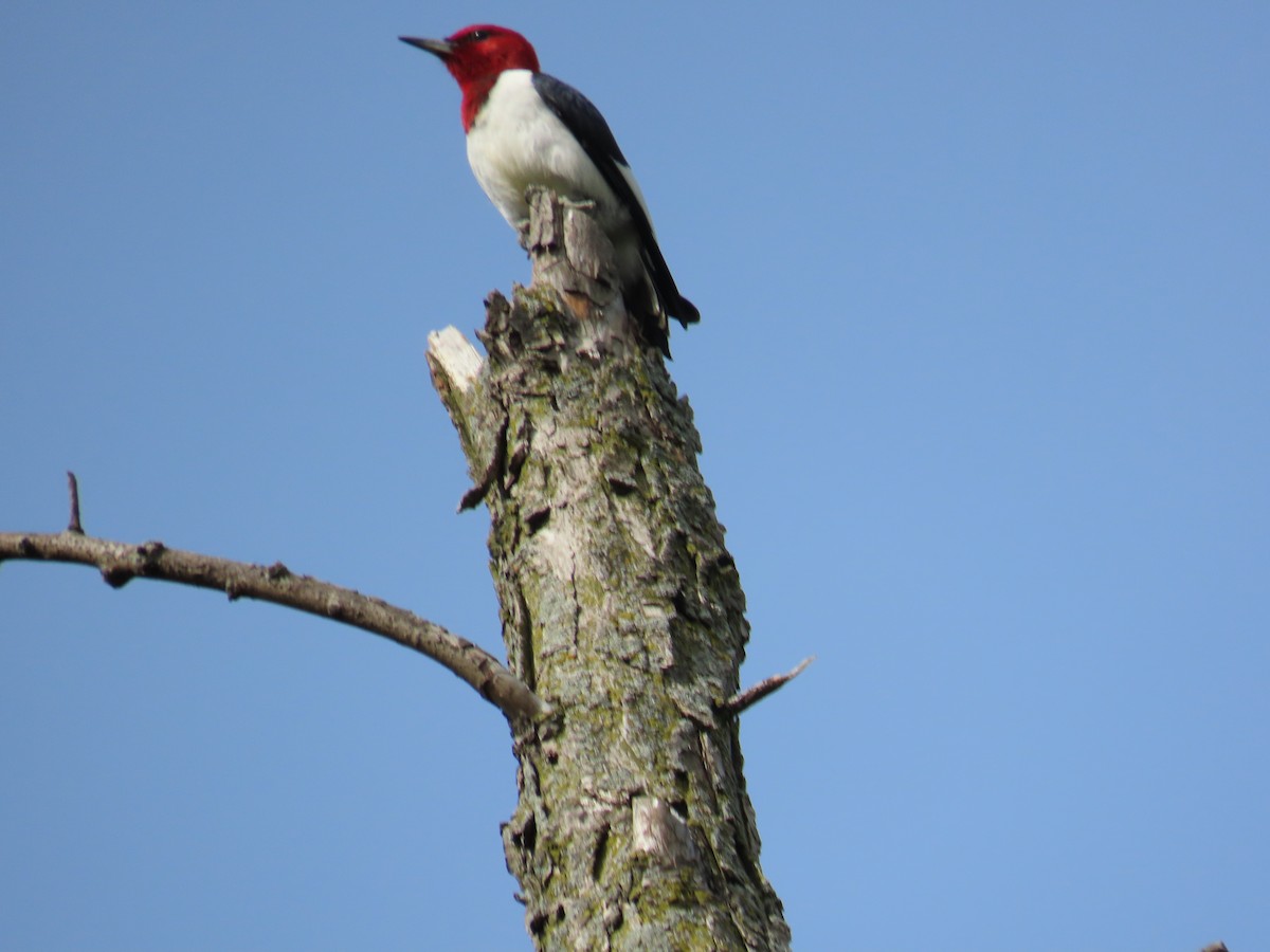 Red-headed Woodpecker - ML621152279