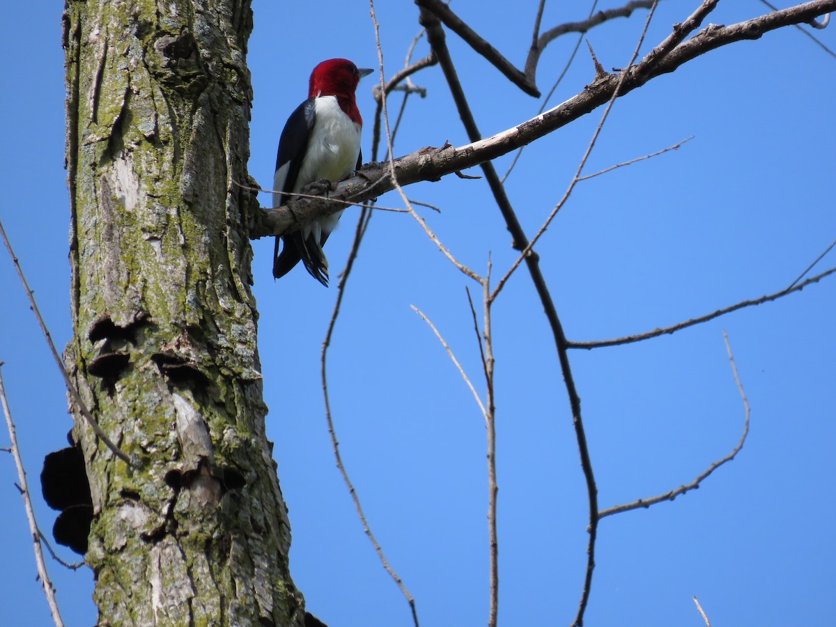 Red-headed Woodpecker - ML621152292