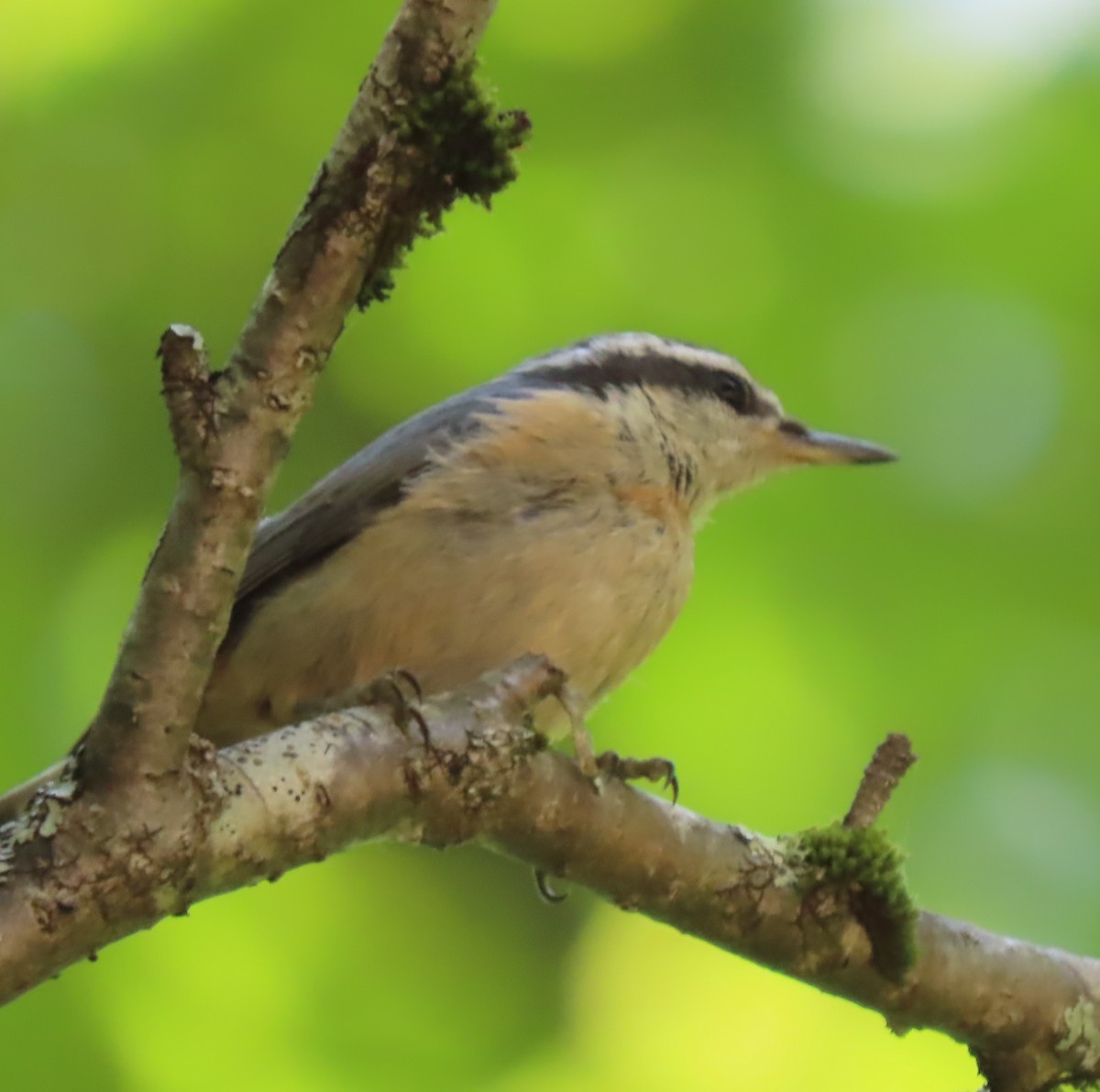 Red-breasted Nuthatch - ML621152296