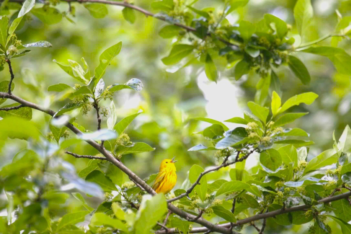 Yellow Warbler - Samuel Perloff