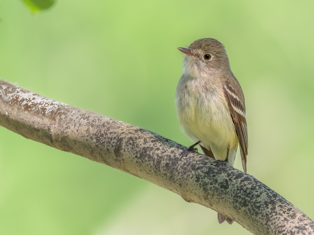 Least Flycatcher - ML621152309