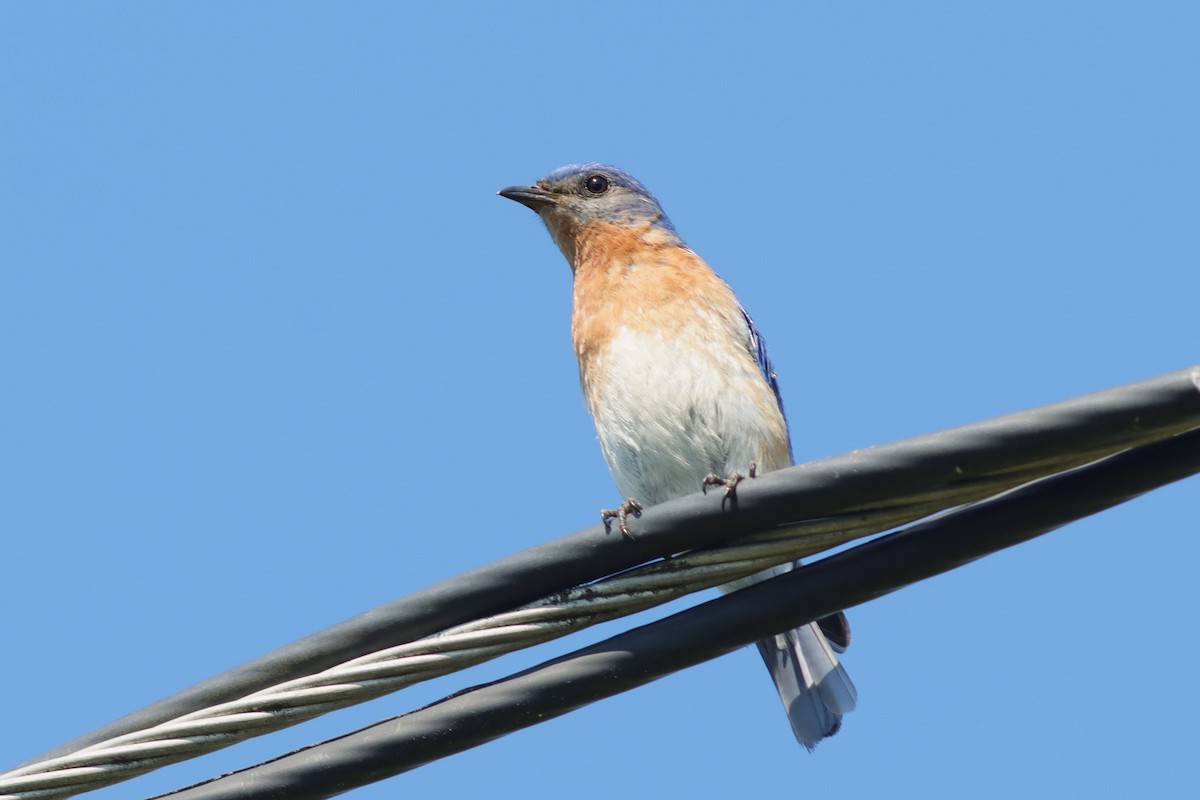 Eastern Bluebird - ML621152330