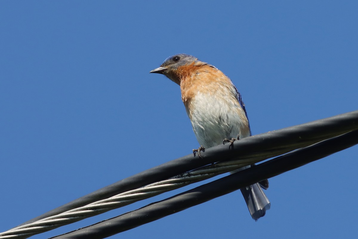 Eastern Bluebird - ML621152331