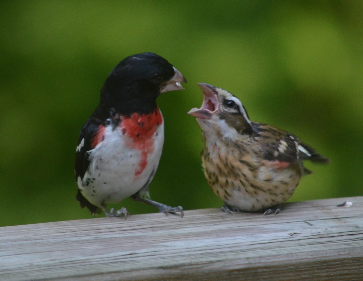Rose-breasted Grosbeak - ML621152348