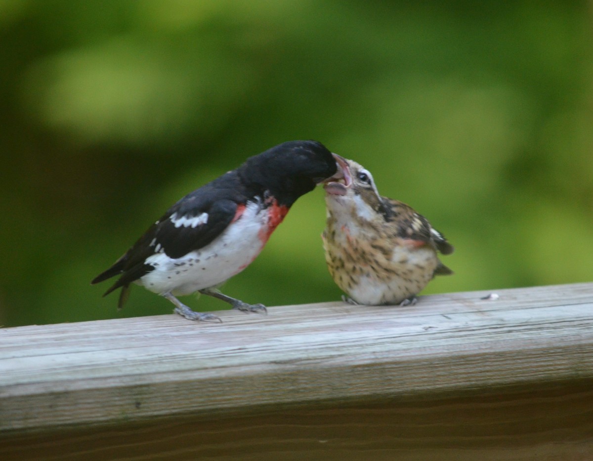 Rose-breasted Grosbeak - ML621152349
