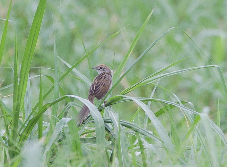 Papuan Grassbird - ML621152363