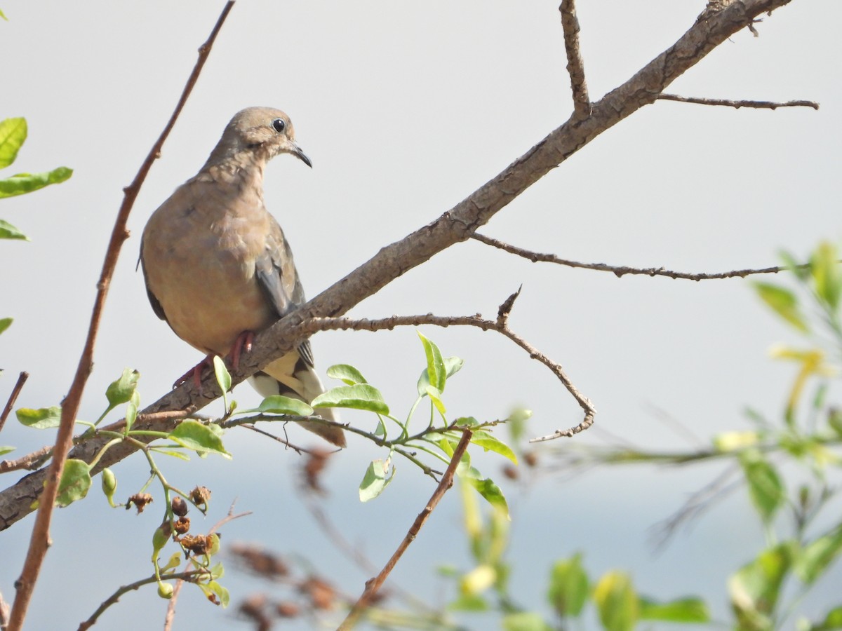 Mourning Dove - ML621152365