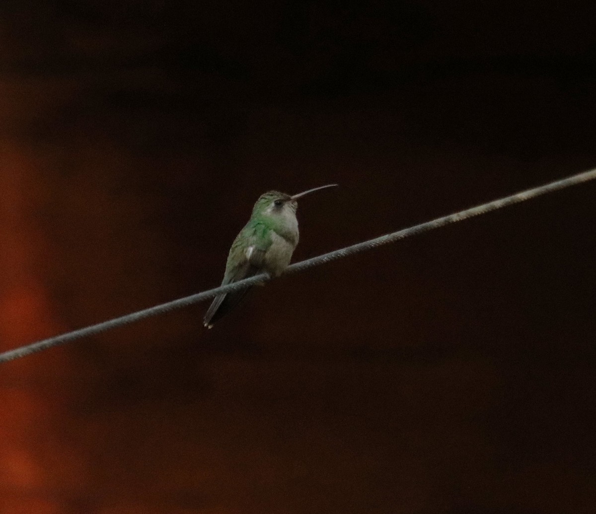 kolibřík širokozobý - ML621152399