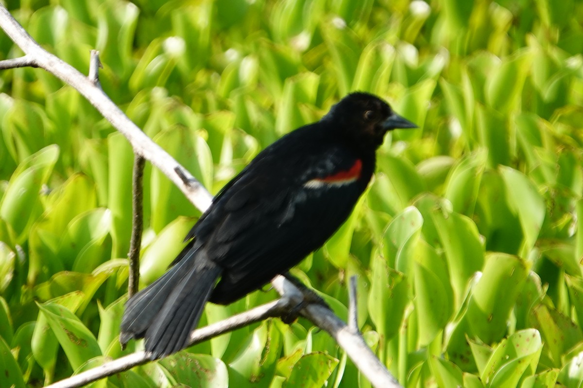 Red-winged Blackbird - ML621152400