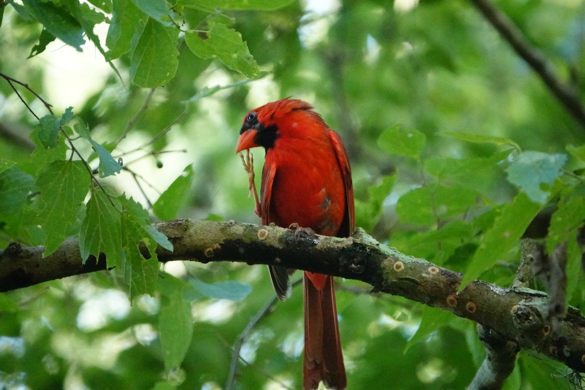 Cardinal rouge - ML621152423