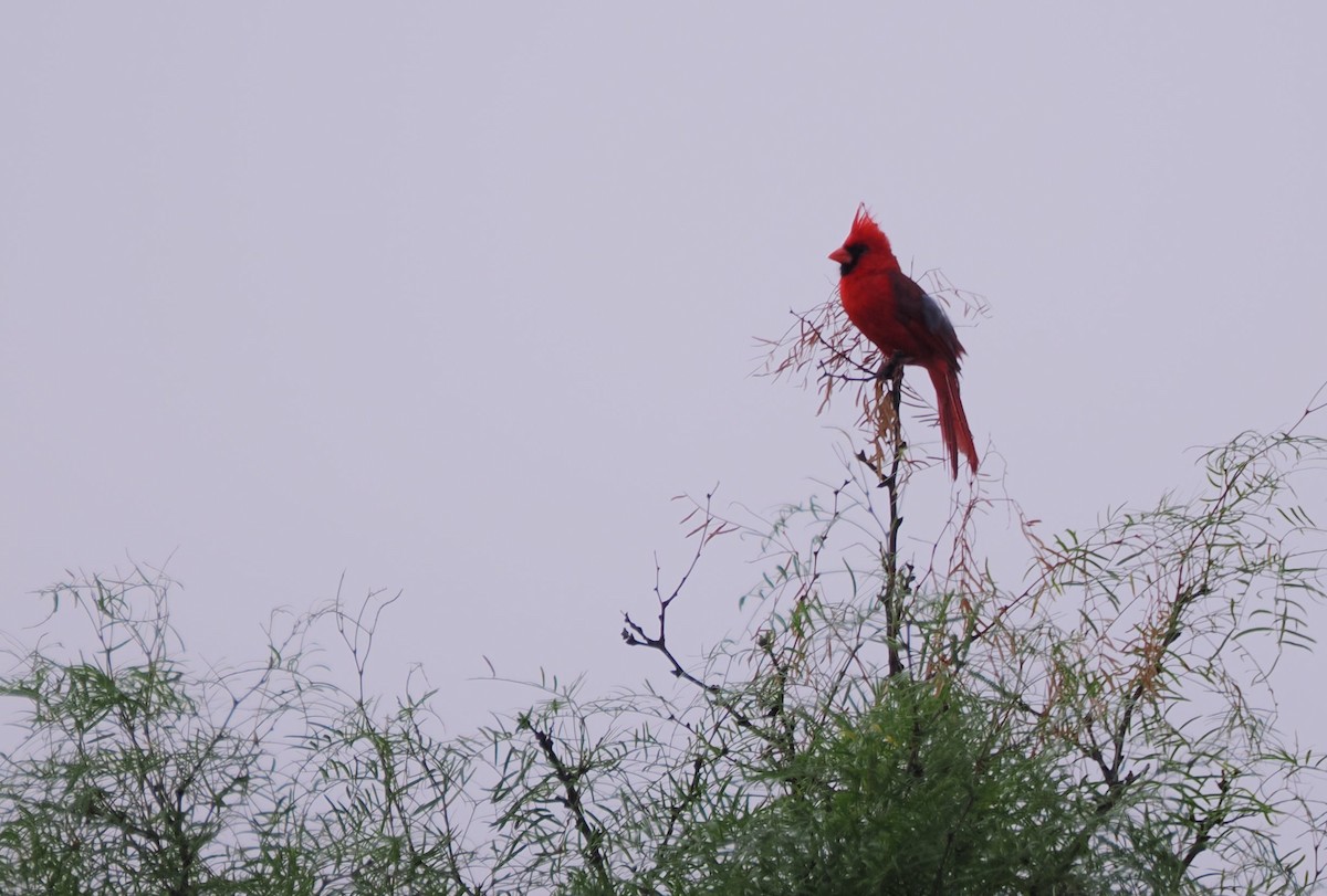 Cardinal rouge - ML621152467
