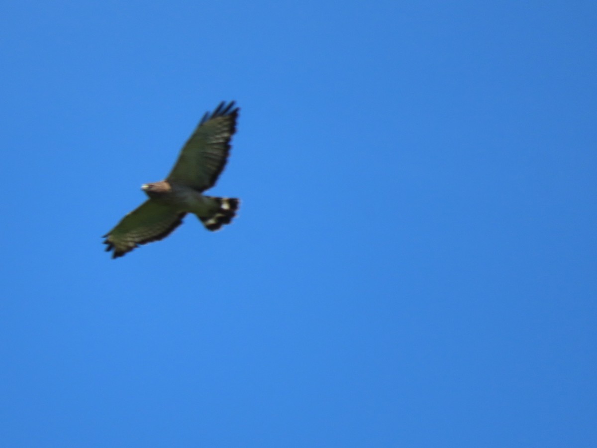 Broad-winged Hawk - ML621152481