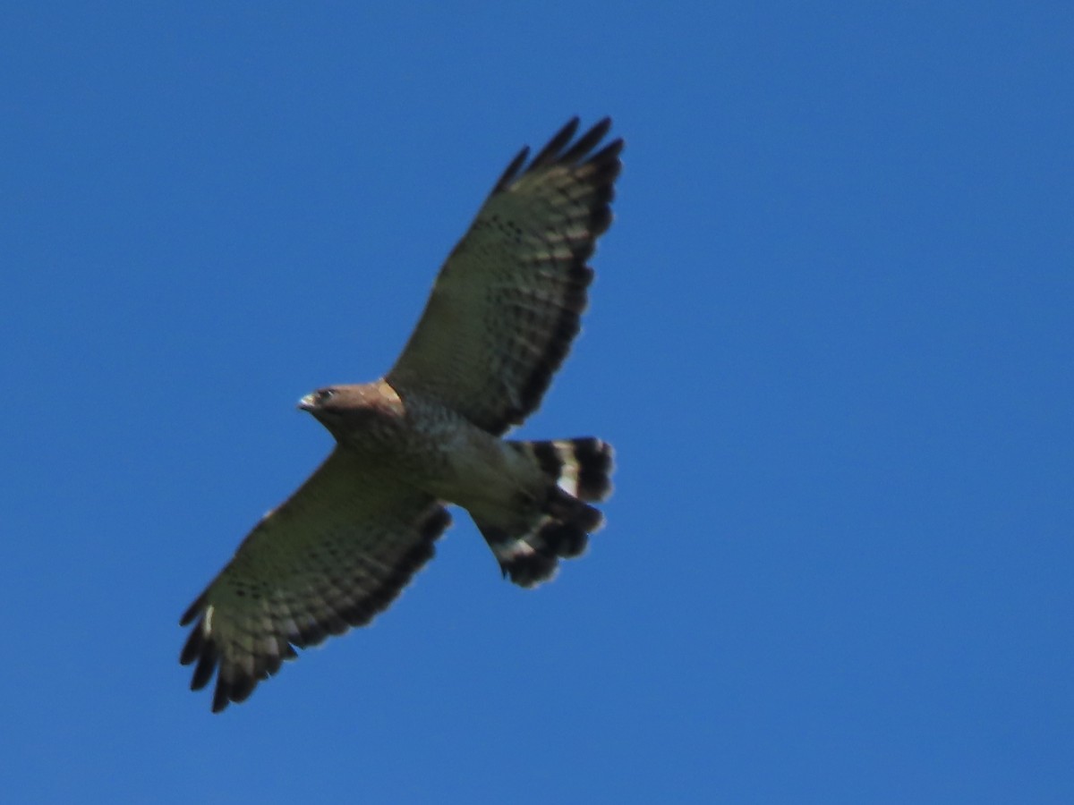 Broad-winged Hawk - ML621152482