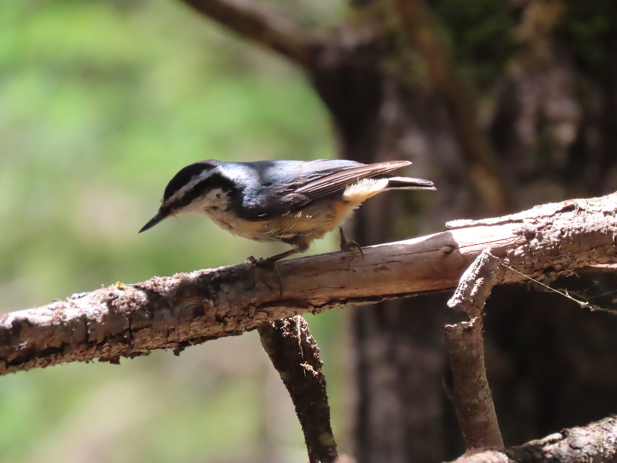 Red-breasted Nuthatch - ML621152529
