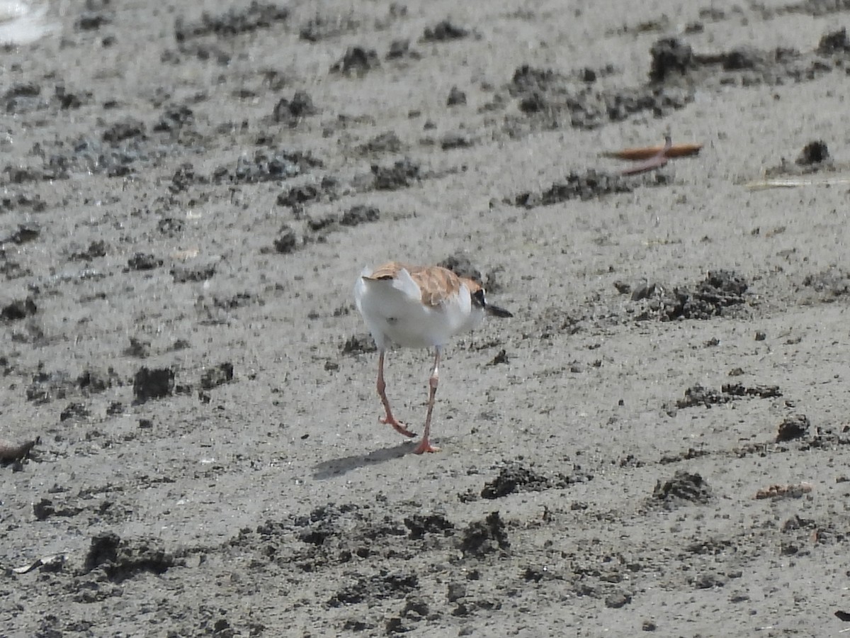 Collared Plover - ML621152535