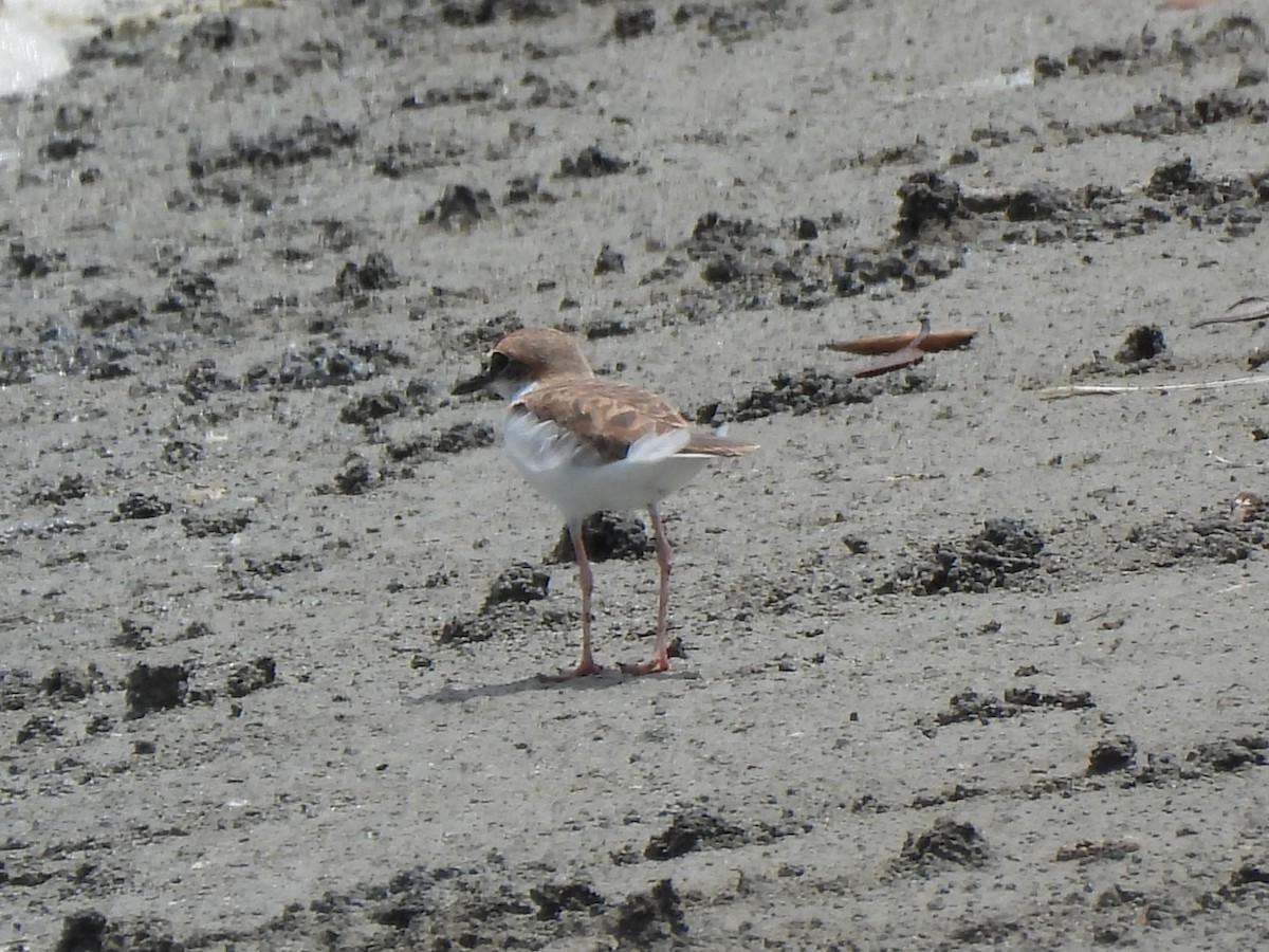 Collared Plover - ML621152536