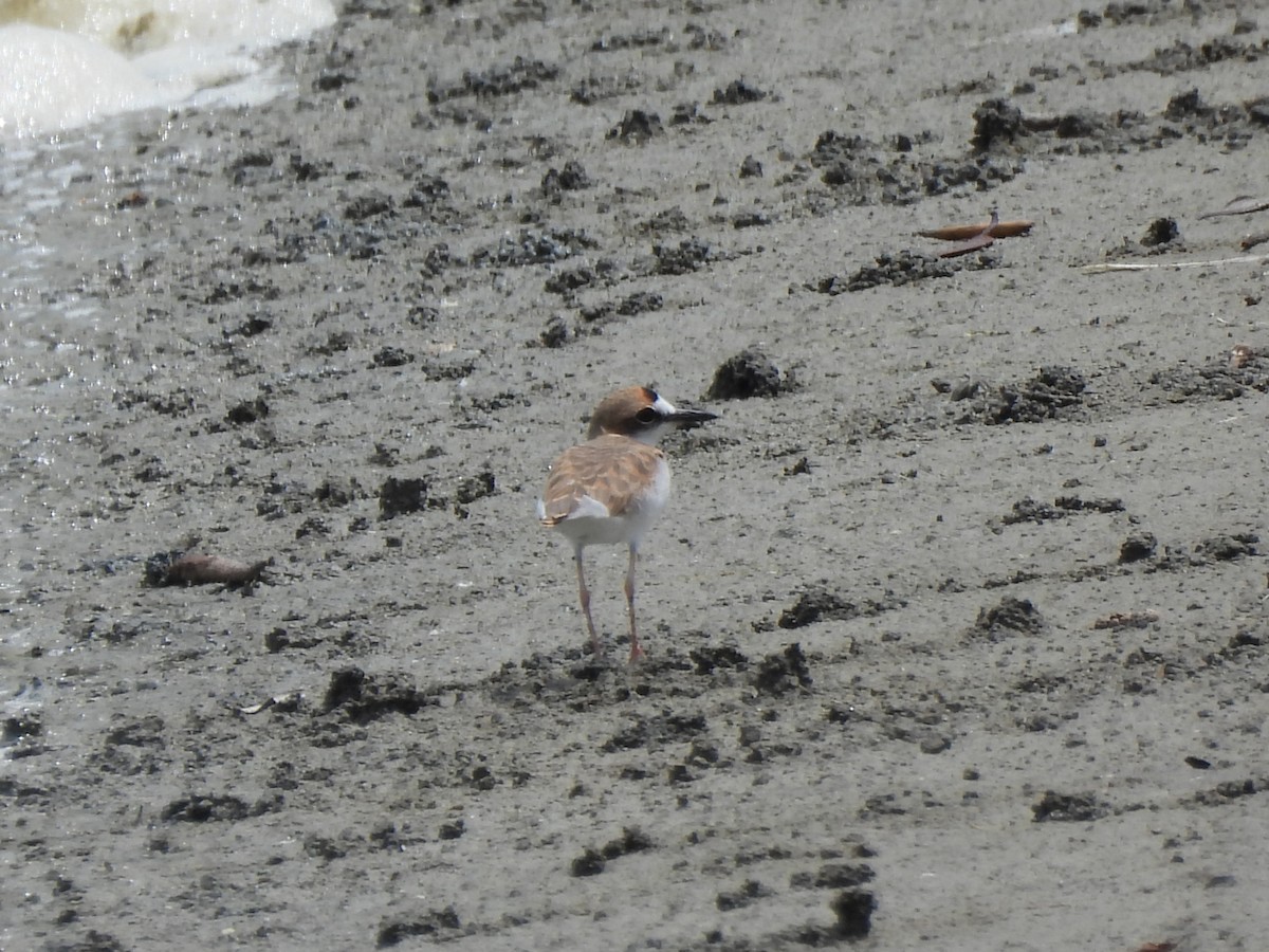 Collared Plover - ML621152537