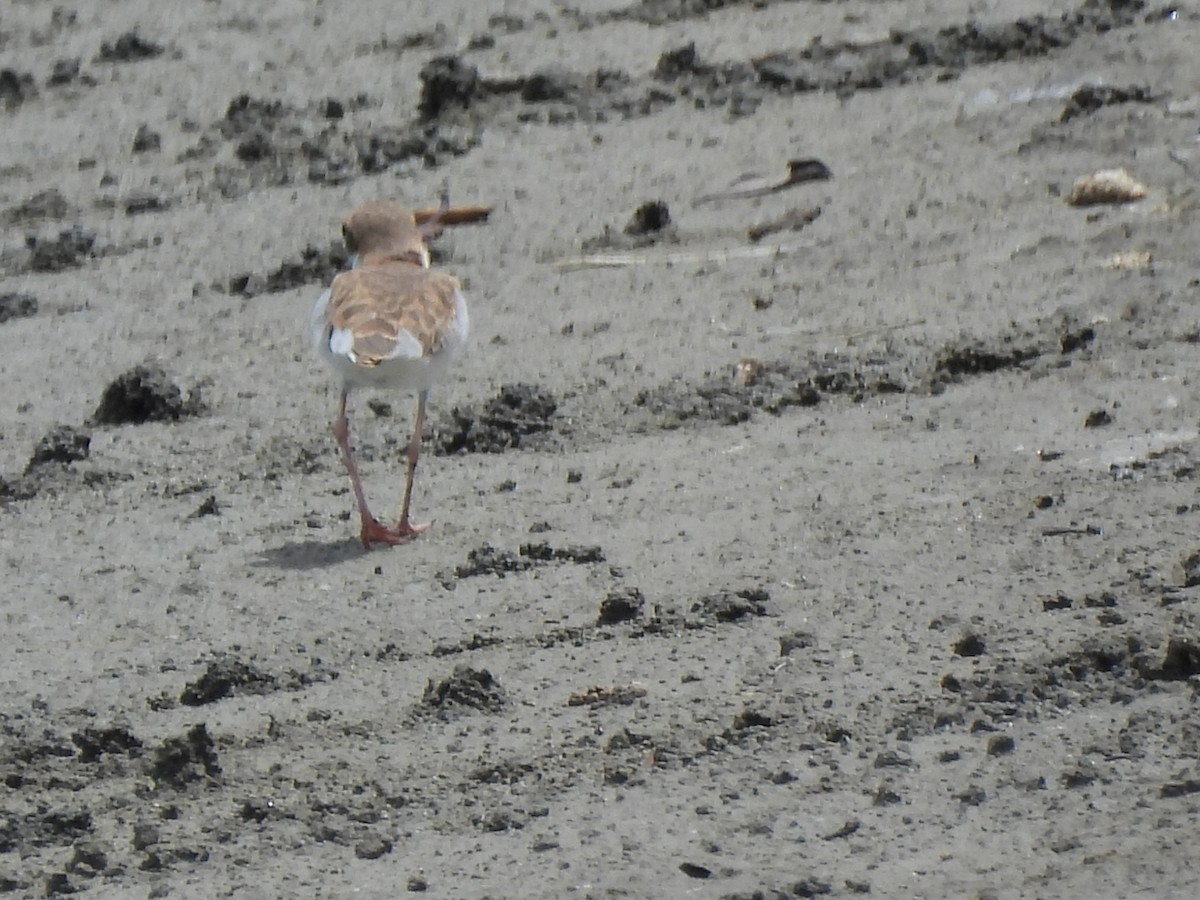 Collared Plover - ML621152538