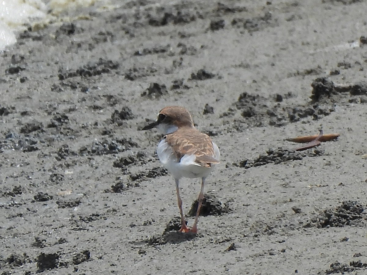 Collared Plover - ML621152539