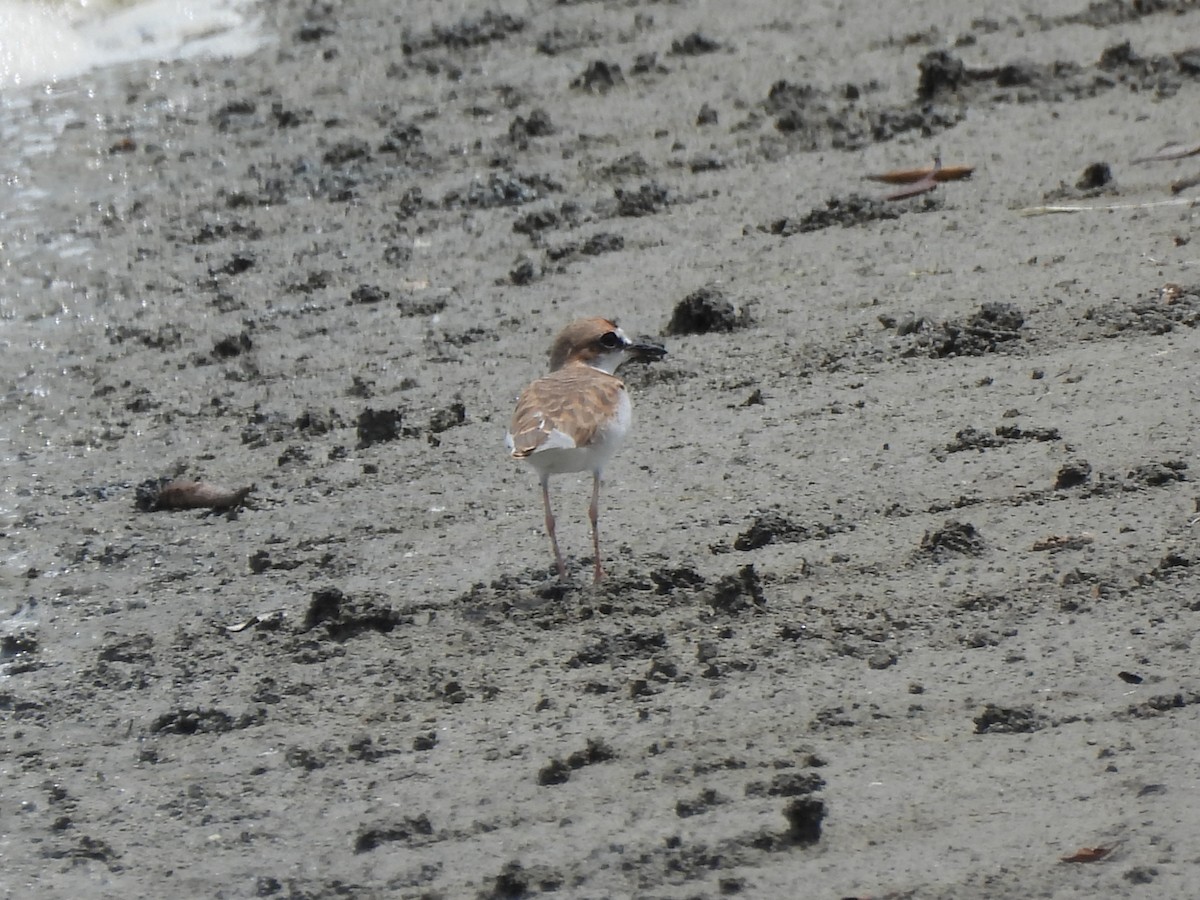 Collared Plover - ML621152540