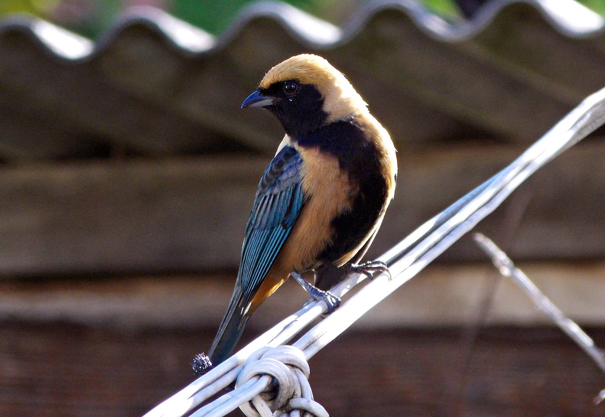 Burnished-buff Tanager - ML621152556