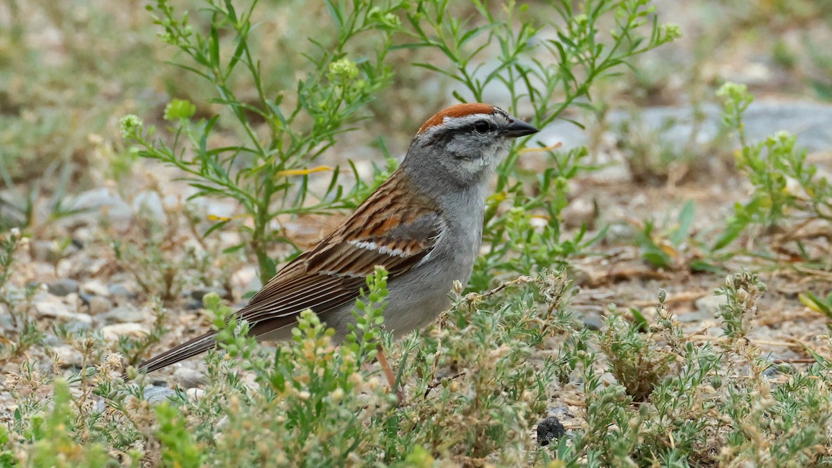 Chipping Sparrow - ML621152580